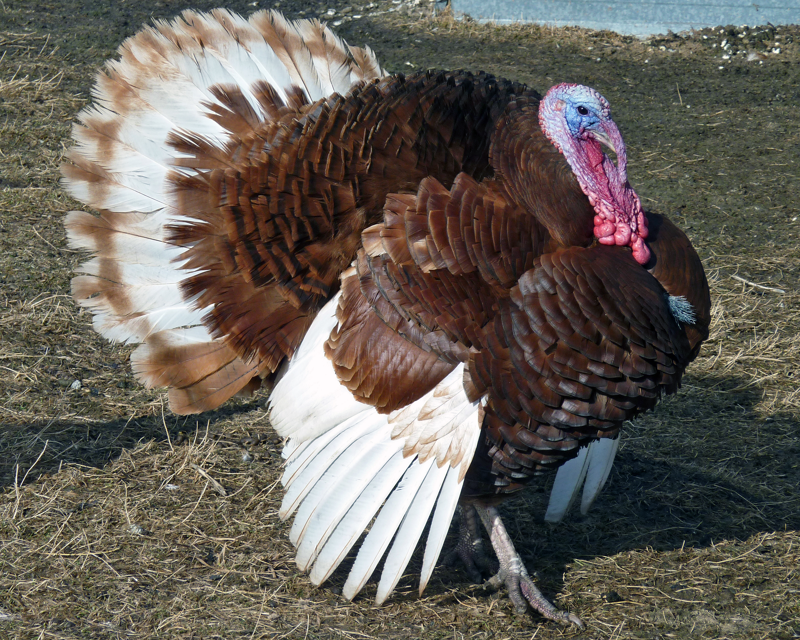 Heritage Breed Turkeys - Bourbon Red
