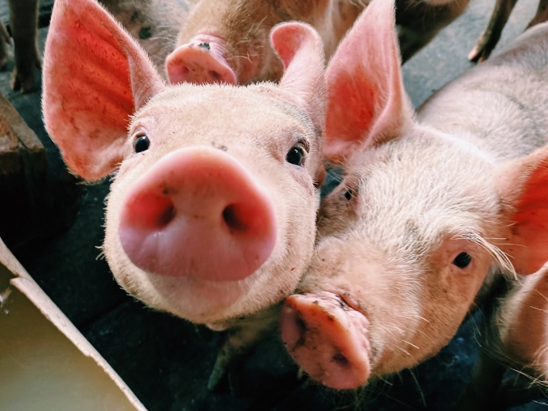 Yorkshire Pigs - Feeder Pigs